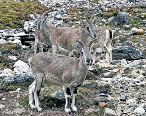 Animal Seen During Manaslu Trekking