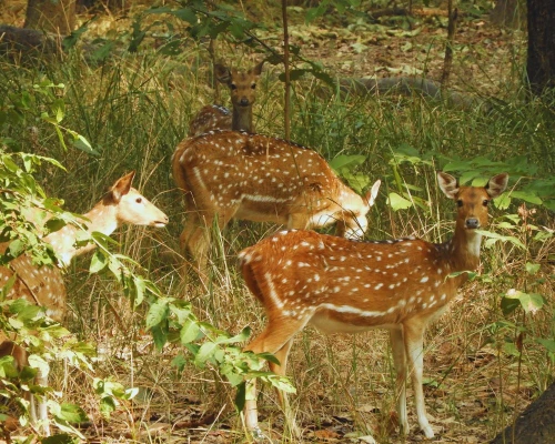 Deers Seen In Bardia