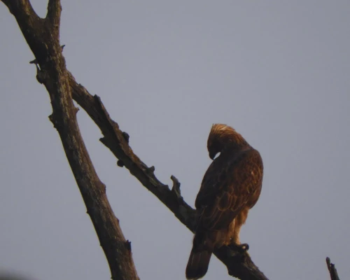 Eagle Resting In Tree