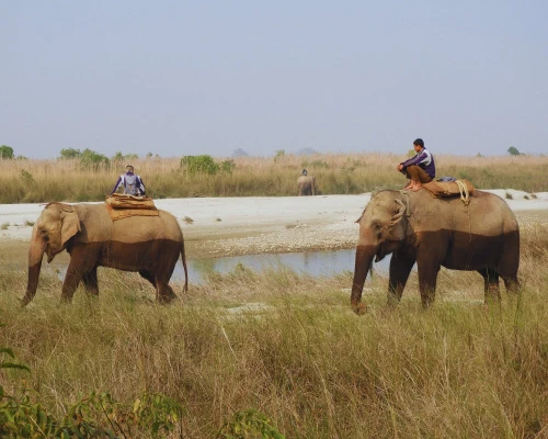 Elephants In Bardia