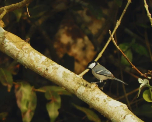 Great Tit A Breed Of Bird Seen In Bardia