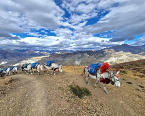 Horses In Upper Dolpo