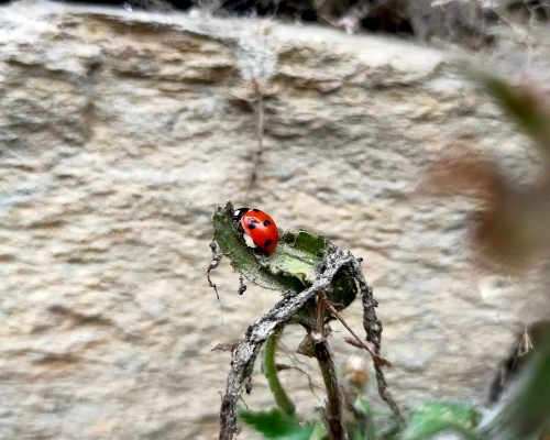 Ladybug Seen In The Way To Ghandruk