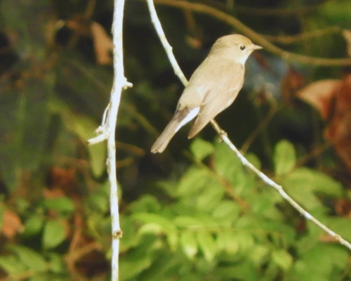 Red Breasted Flycatcher Seen In Bardia National Park