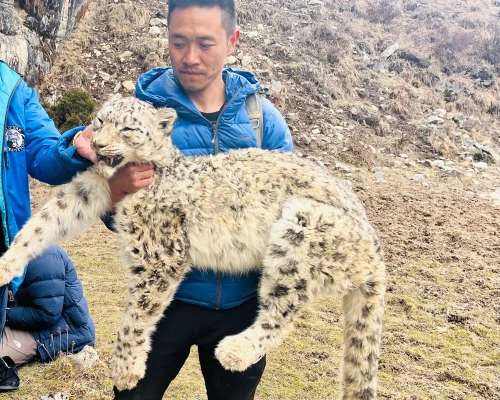 Snow Leopard Seen In Kanchenjunga