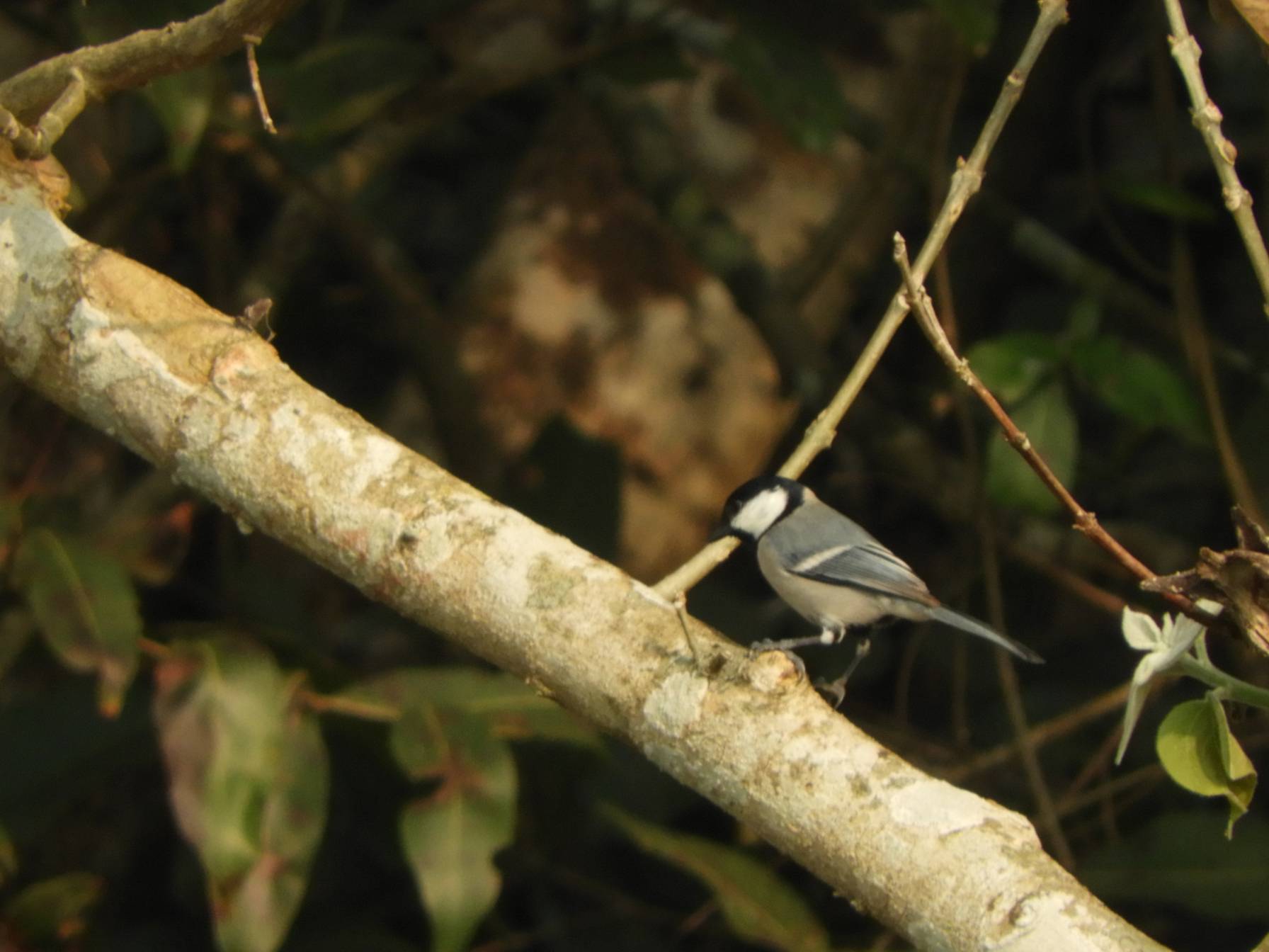 Bird in bardiya