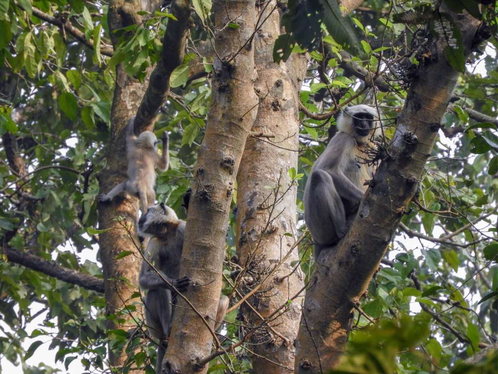 Monkeys in bardiya