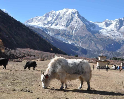 Manaslu Circuit Short Trek Days 